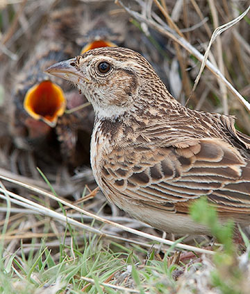Melodious Lark